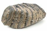 Southern Mammoth Upper M Molar - Hungary #357046-4
